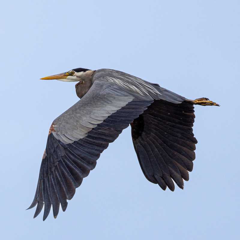 Great blue heron in flight