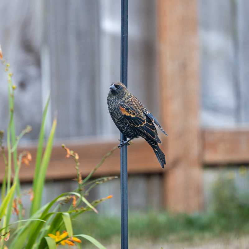 Red-winged blackbird on shepherd hook