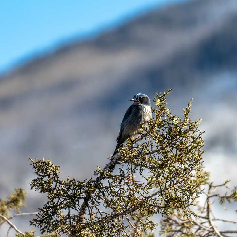 Woodhouse's scrub jay on conifer tree