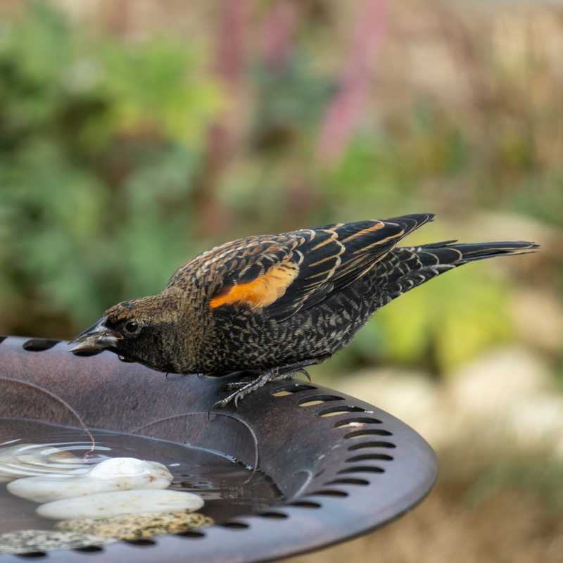 Red-winged blackbird on bird bath