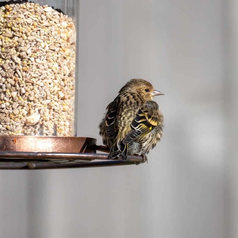 Pine siskin on bird feeder
