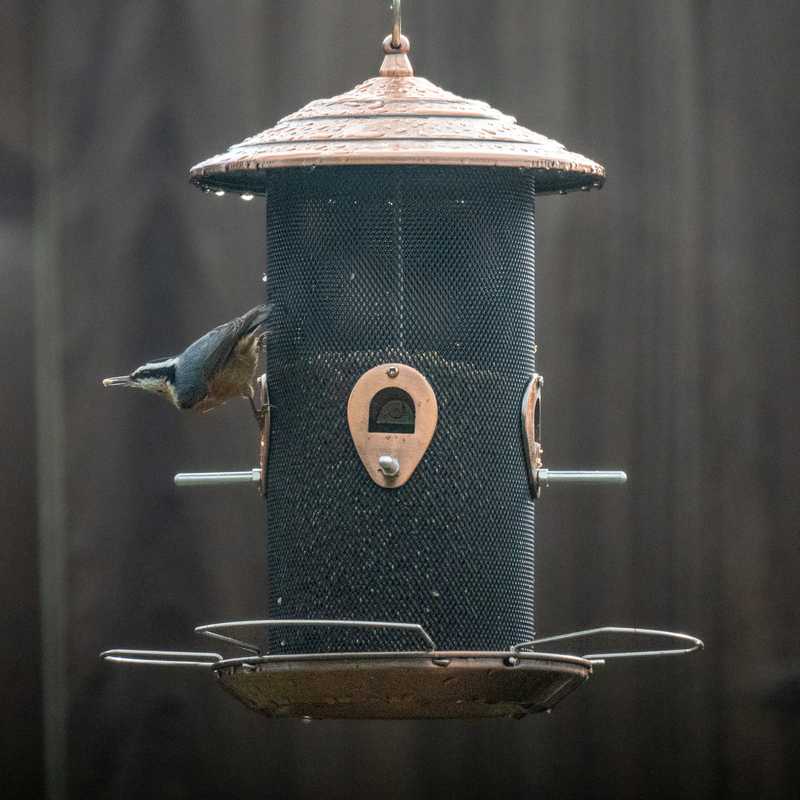 Red-breasted nuthatch on bird feeder