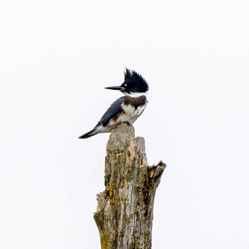 Belted kingfisher on tree stump