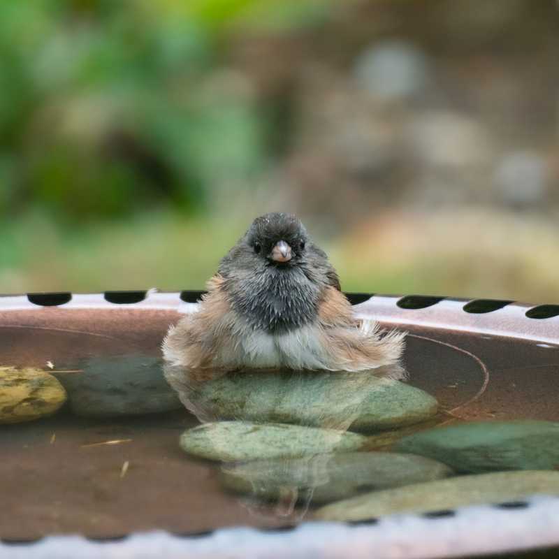 Dark-eyed junco in bird bath