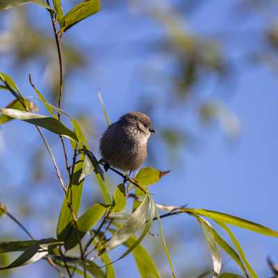 American bushtit on bamboo