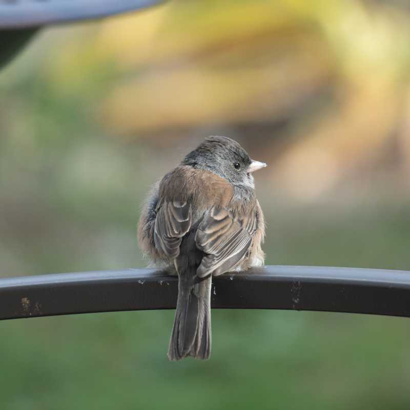 Dark-eyed junco on arm of chair