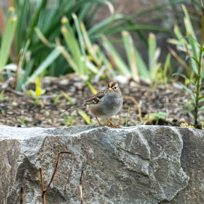 White-crowned sparrow on ledgestone