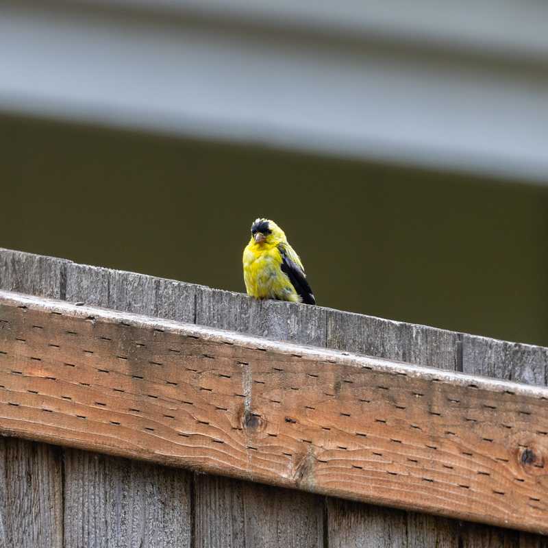 American goldfinch on top of fence