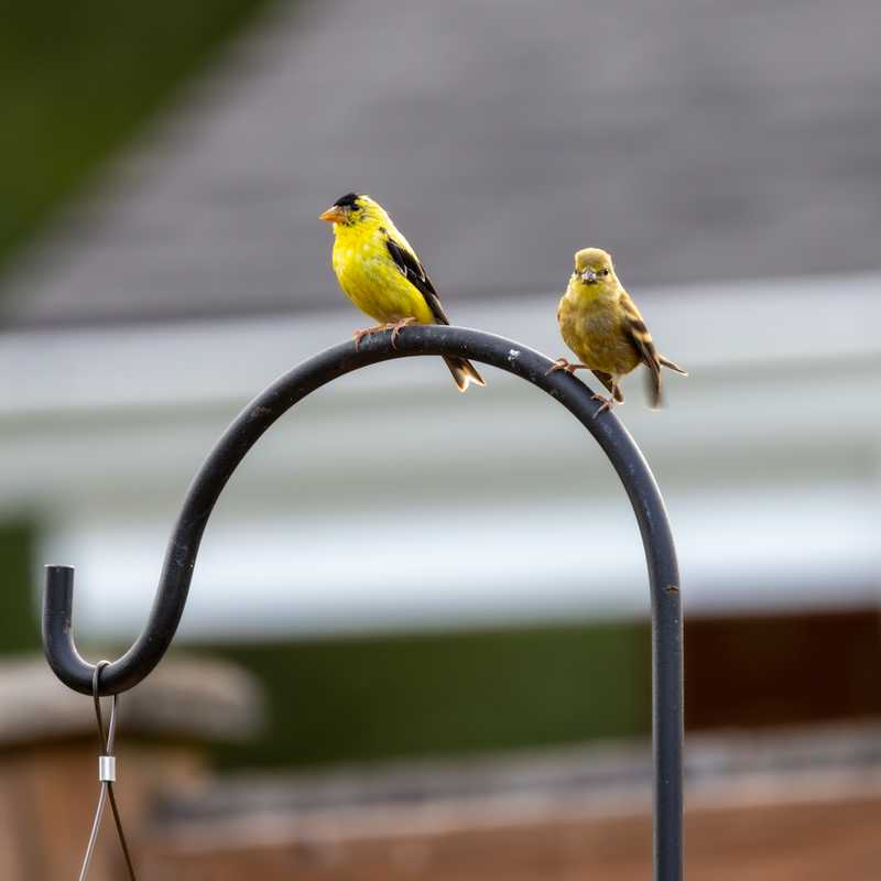 American goldfinches on shepherd hook