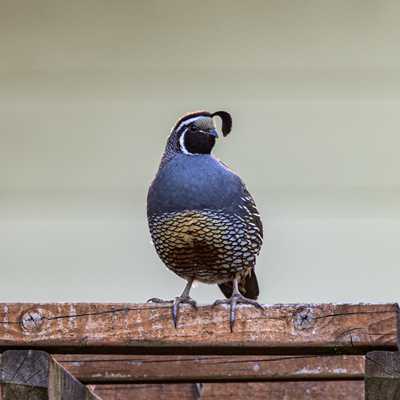 California quail on arbor