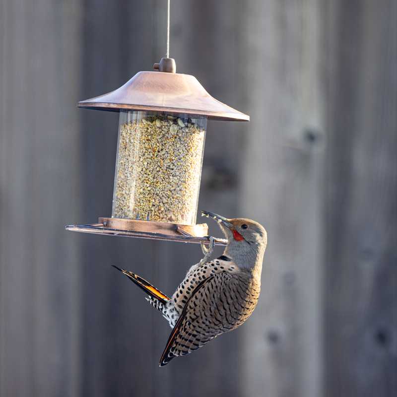 Northern flicker hanging on bird feeder