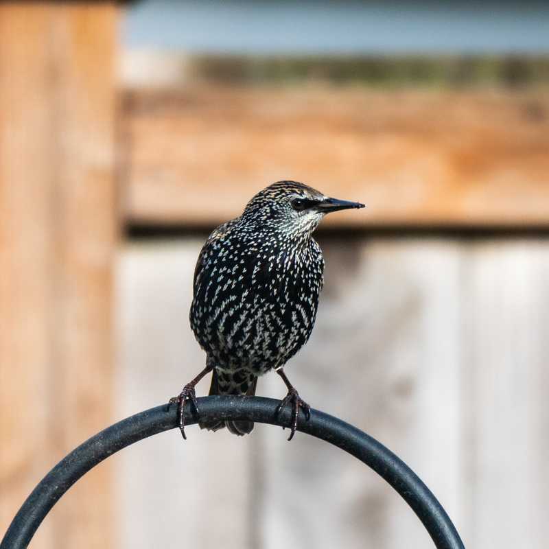 Common starling on shepherd hook