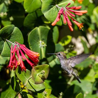 Anna's hummingbird in flight next to honeysuckle