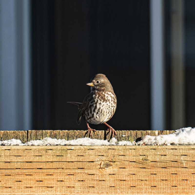 Fox sparrow on top of fence