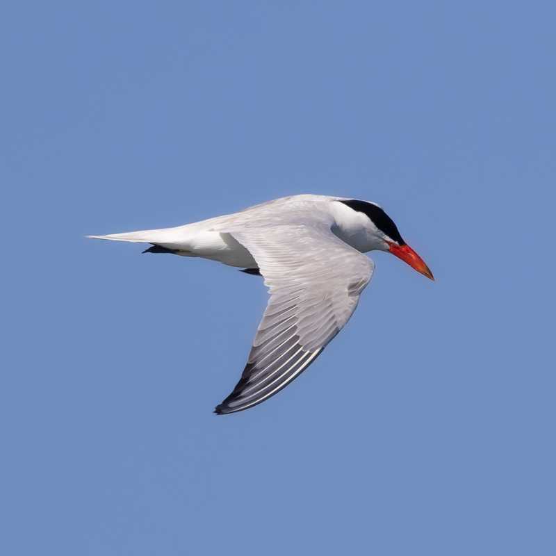 Caspian tern in flight