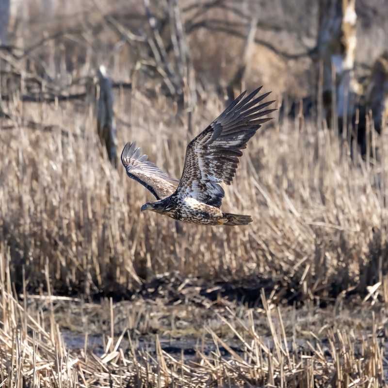 Golden eagle in flight