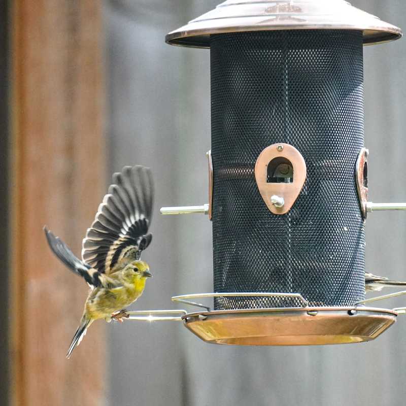 American goldfinch on bird feeder