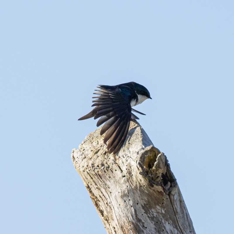 Tree swallow on tree stump