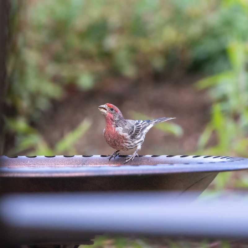 House finch on bird bath