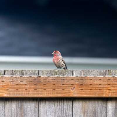 House finch on top of fence