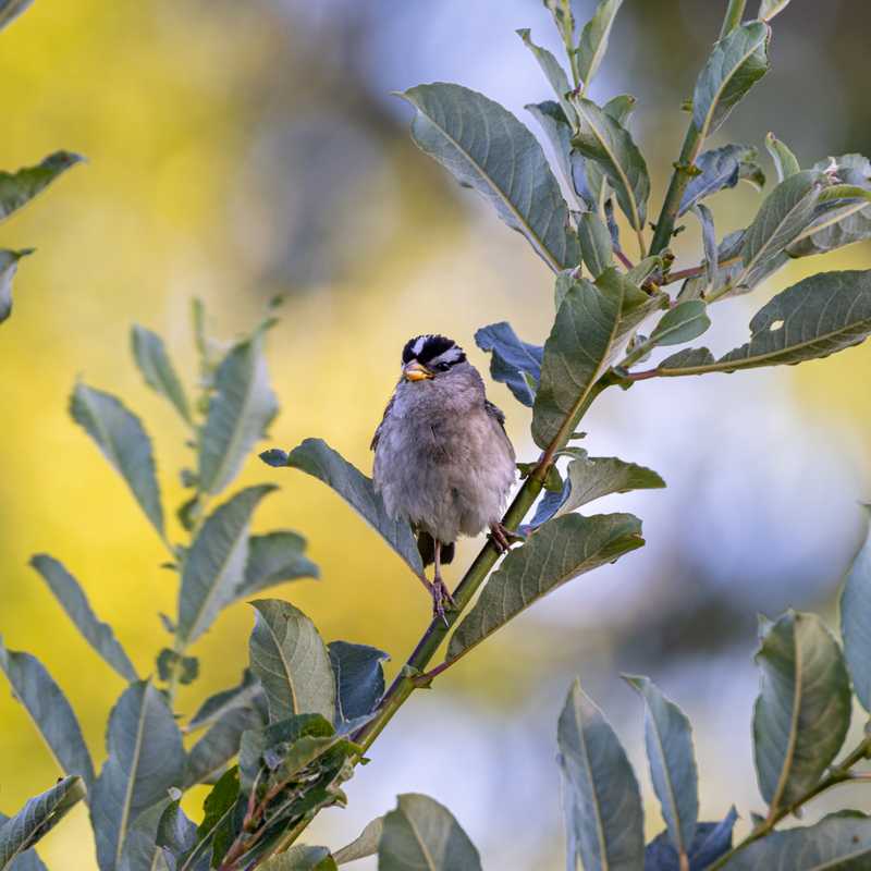 White-crowned sparrow on leafy branch