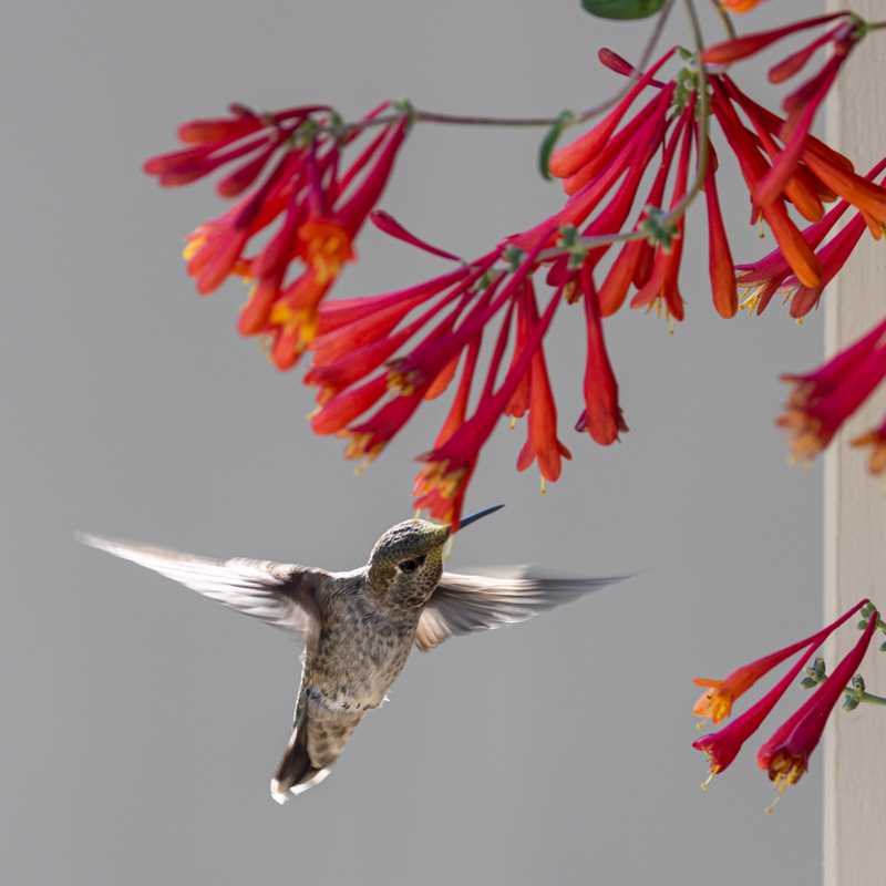 Anna's hummingbird in flight next to honeysuckle