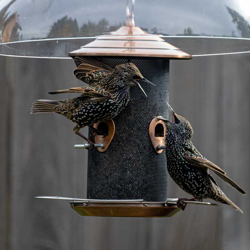 Common starlings fighting on bird feeder