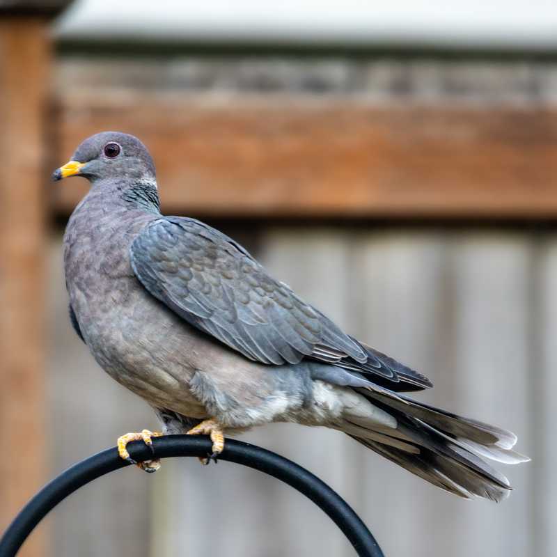 Band-tailed pigeon on shepherd hook