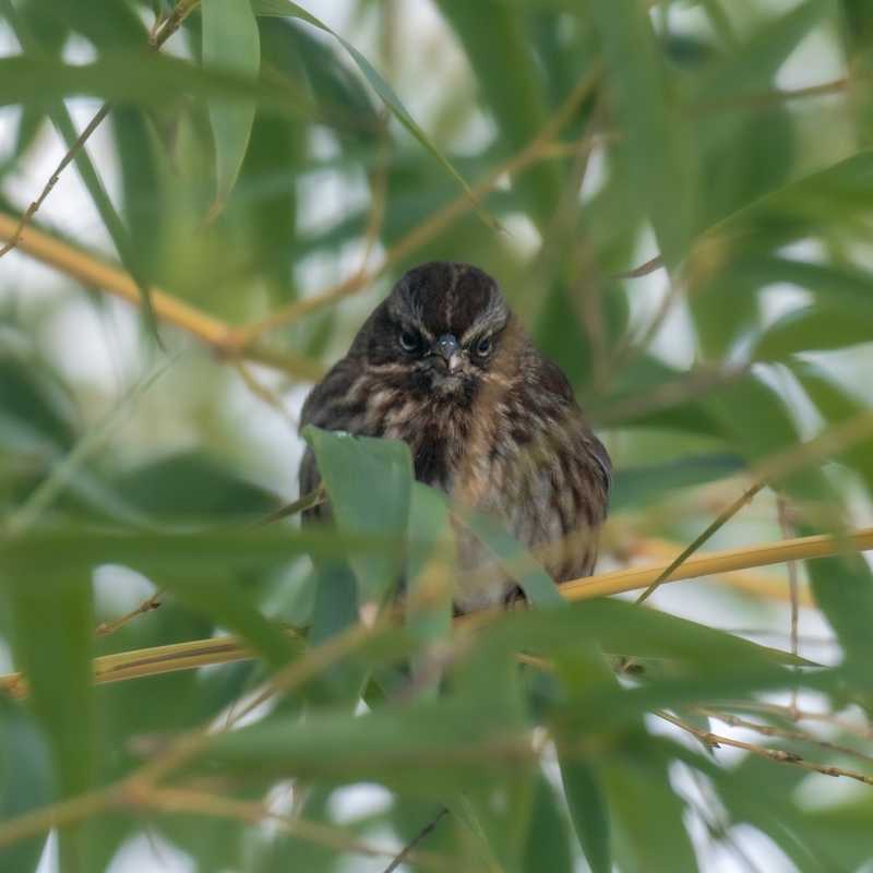 Song sparrow on bamboo