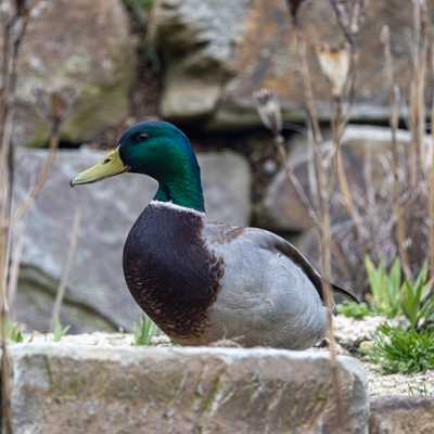 Mallard next to ledgestone