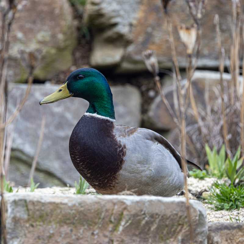 Mallard next to ledgestone