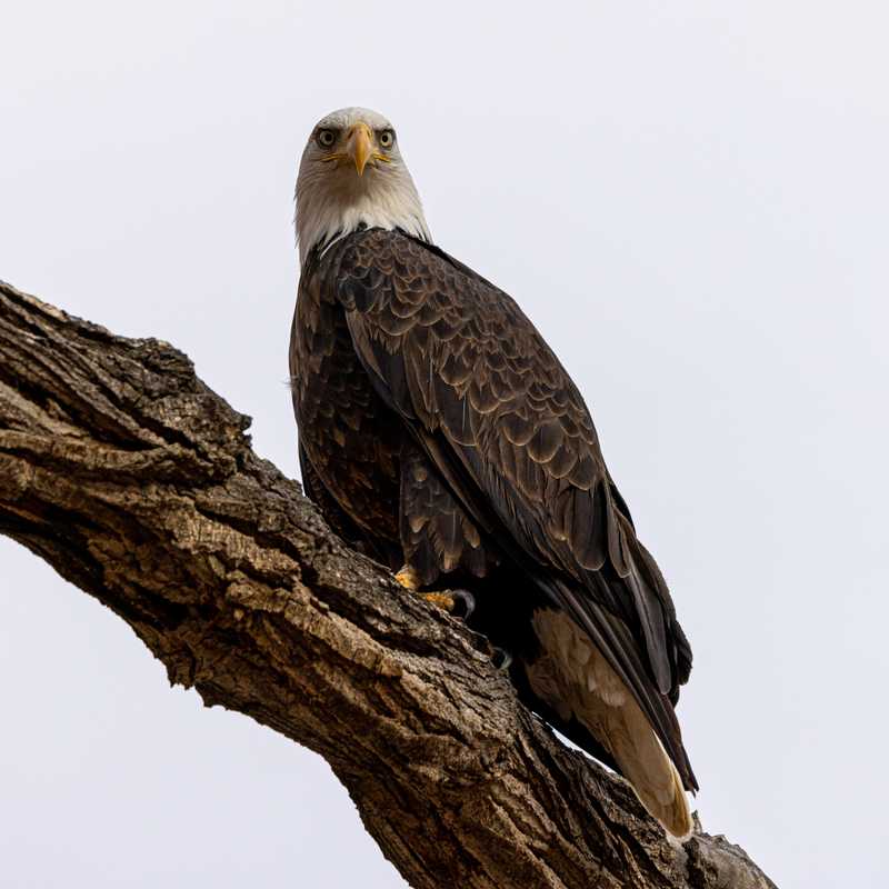 Bald eagle on tree branch