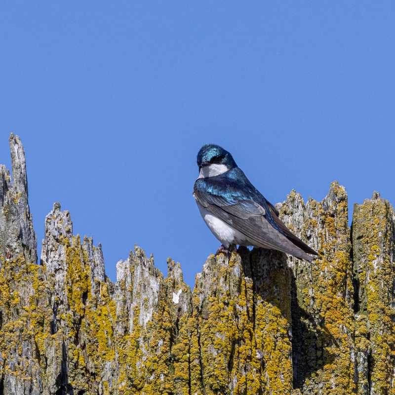 Tree swallow on mossy wood