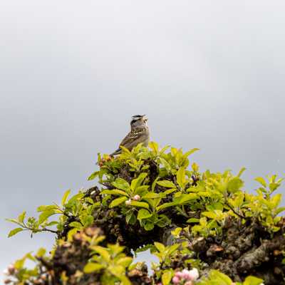 White-crowned sparrow on foliage