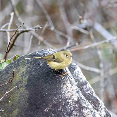 Ruby-crowned kinglet on boulder