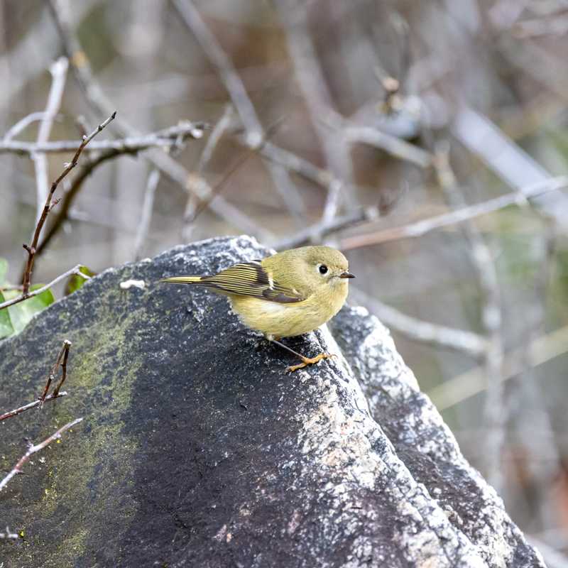 Ruby-crowned kinglet on boulder