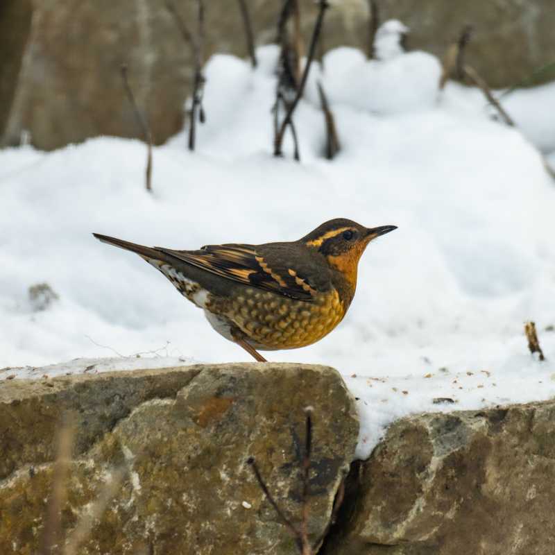 Varied thrush on ledgestone