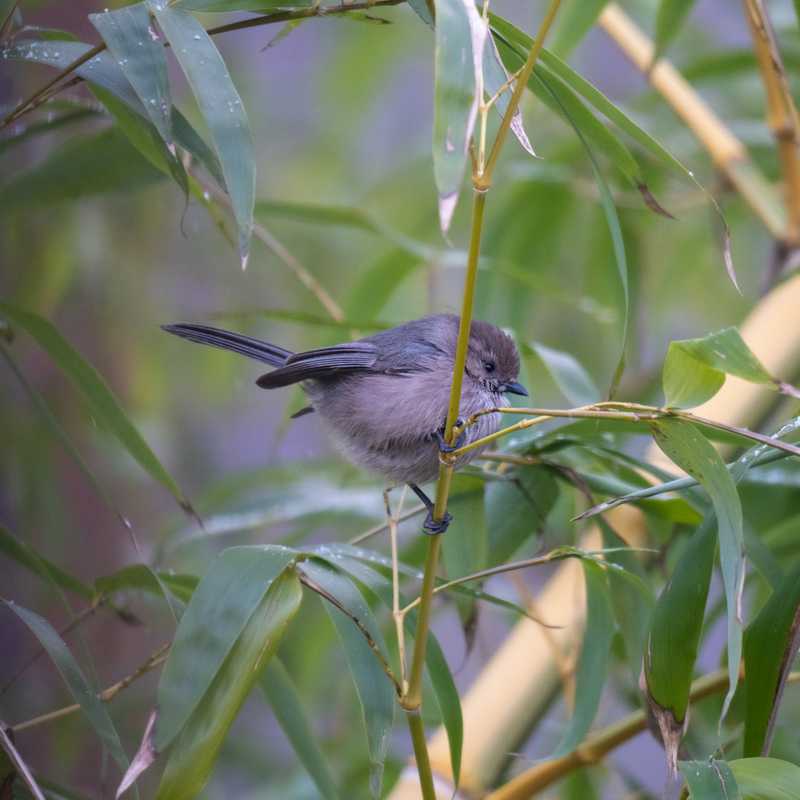 American bushtit on bamboo