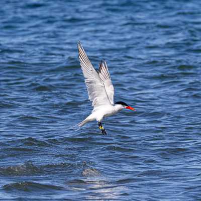 Caspian tern in flight