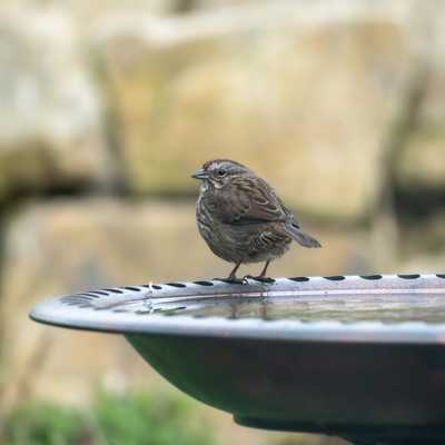 Song sparrow on bird bath