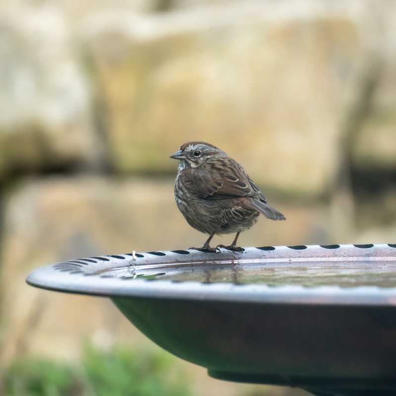 Song sparrow on bird bath