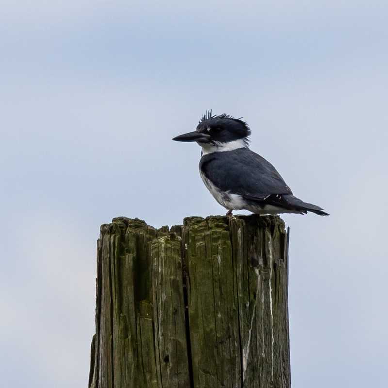 Belted kingfisher on wooden post