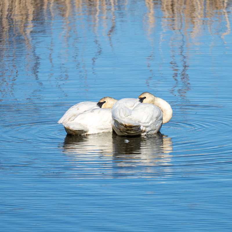 Trumpeter swans on water