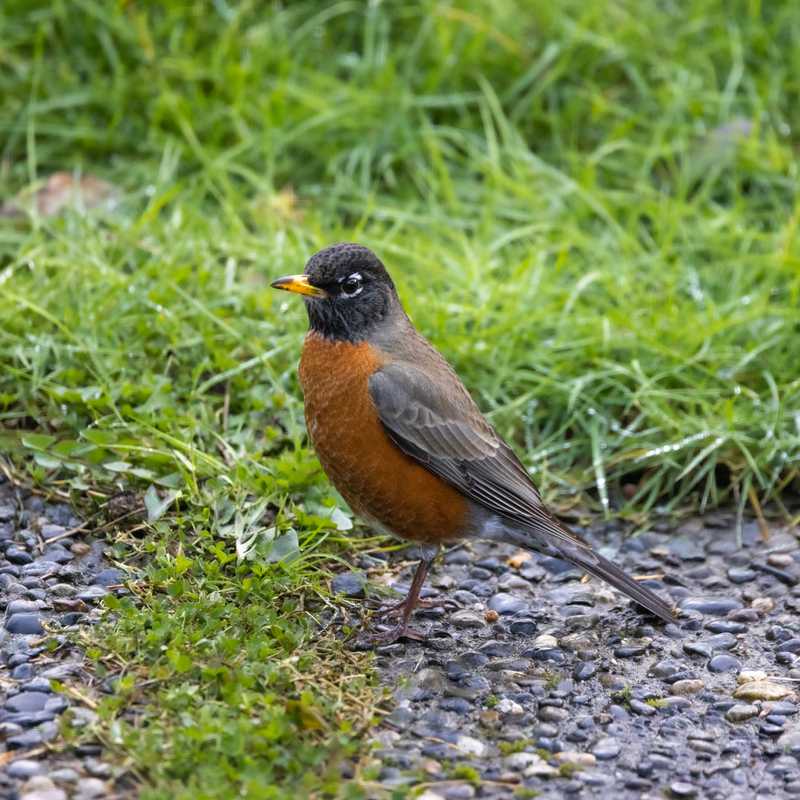 American robin on exposed aggregate concrete