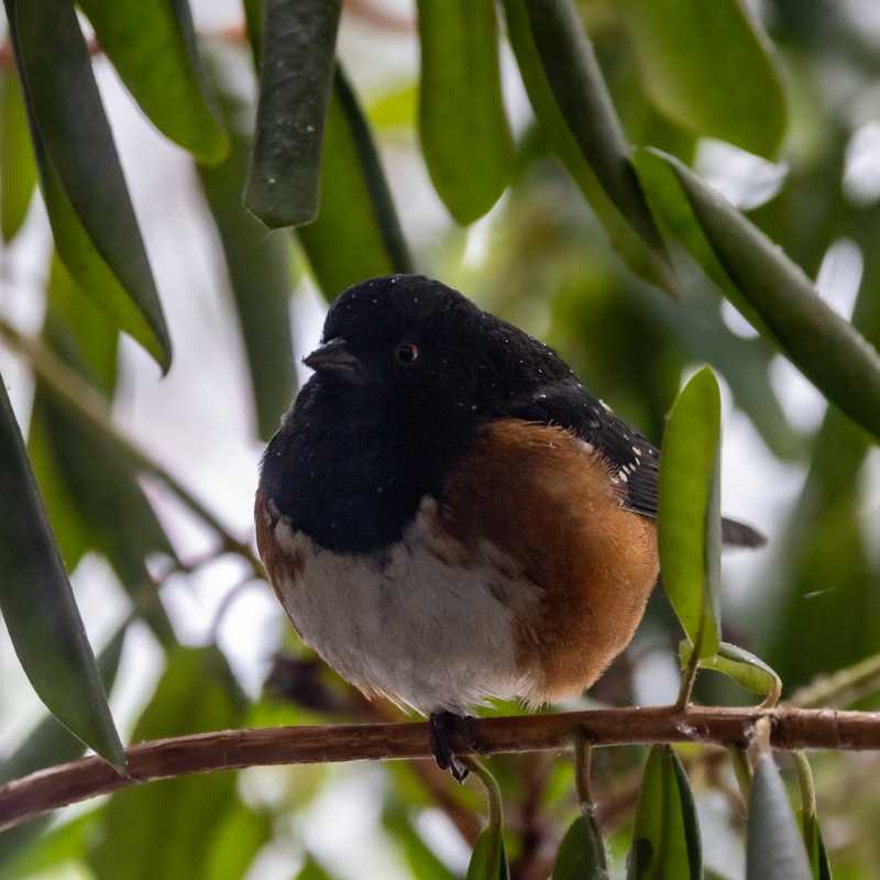 Spotted towhee on rhododendron