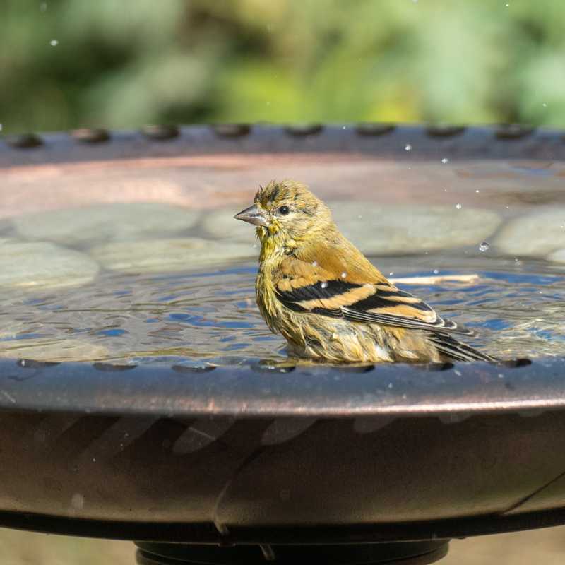 American goldfinch in bird bath