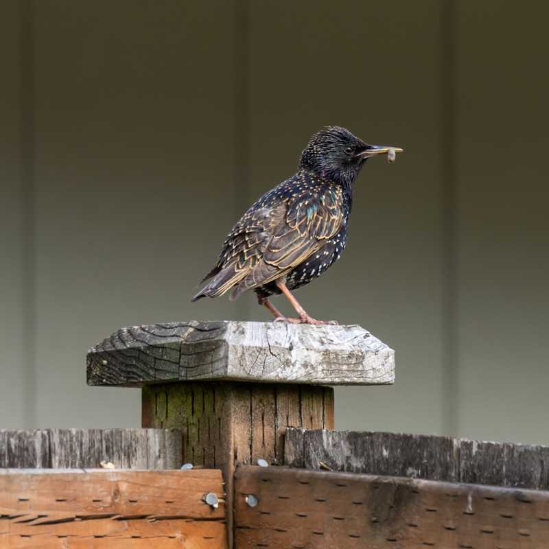 Common starling on fence post