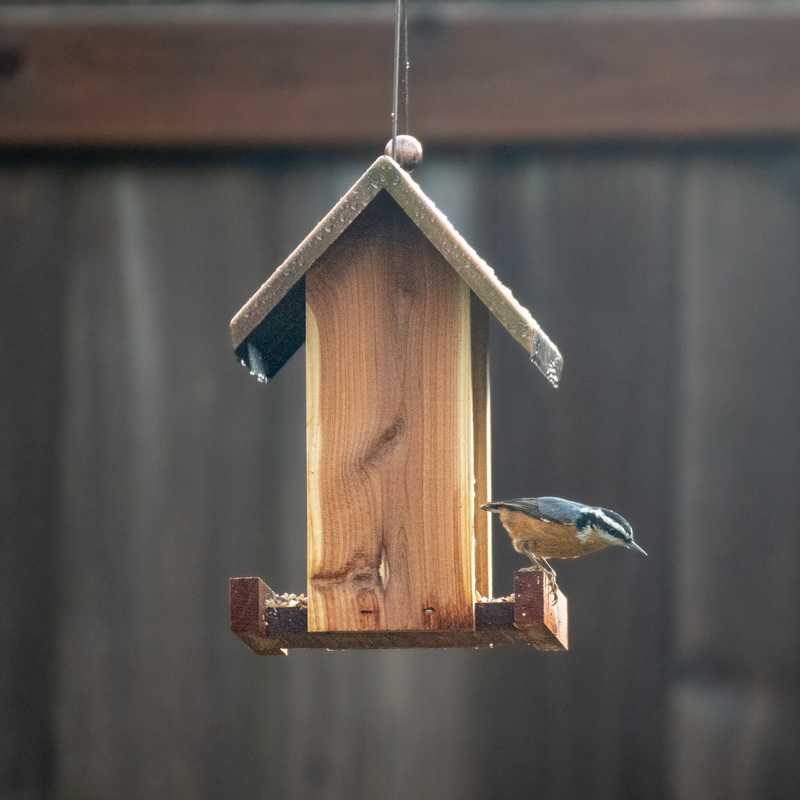 Red-breasted nuthatch on bird feeder