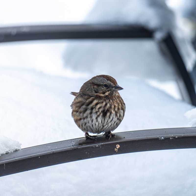 Song sparrow on arm of chair