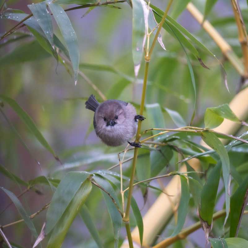 American bushtit on bamboo